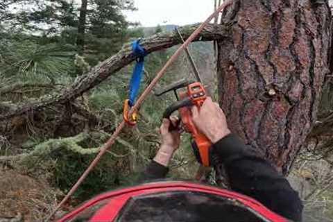How to optimize tree limb removal: The best method.